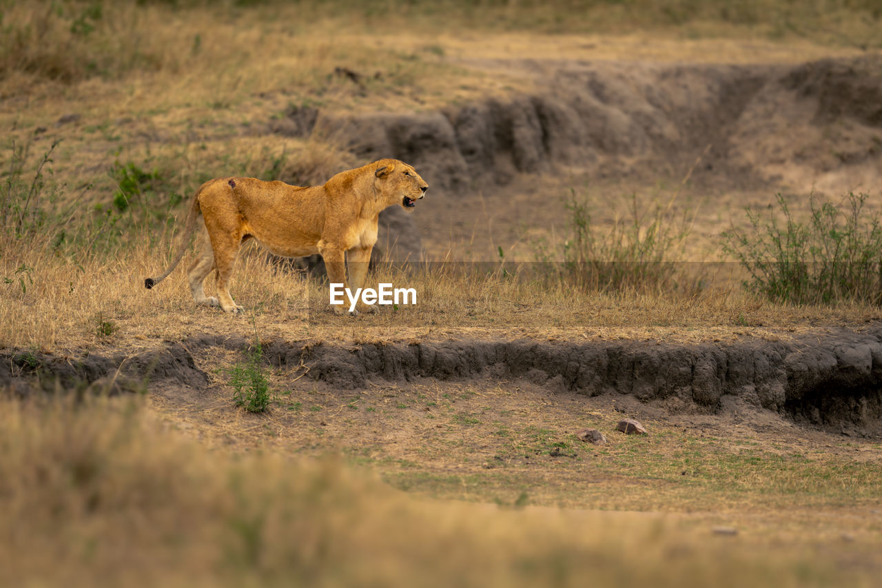 lioness walking on field