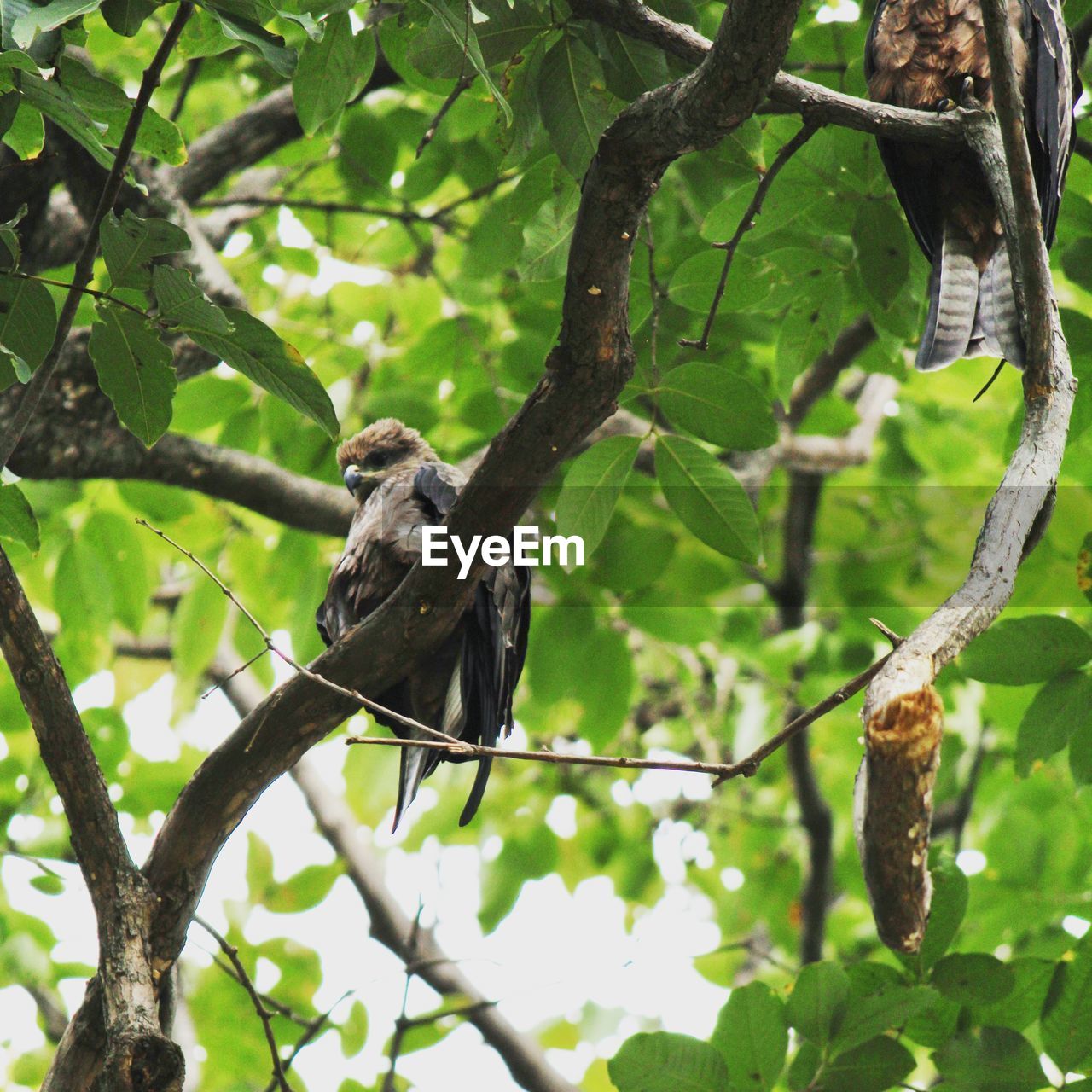 LOW ANGLE VIEW OF BIRD PERCHING ON A TREE