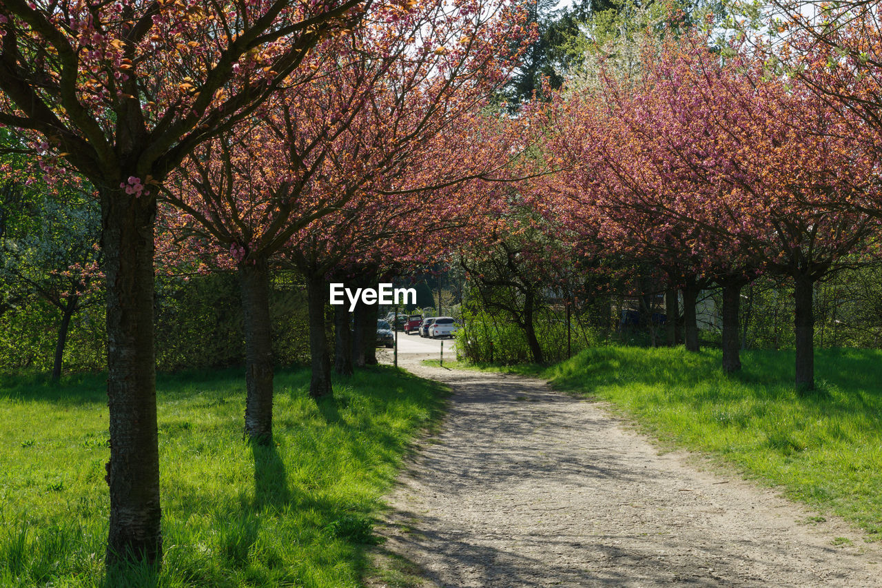 VIEW OF CHERRY TREES IN PARK