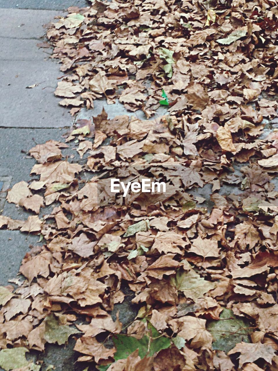 LEAVES ON GROUND