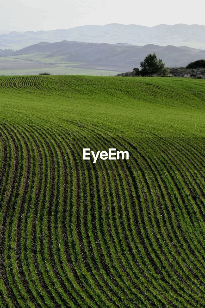 Scenic view of agricultural field against sky