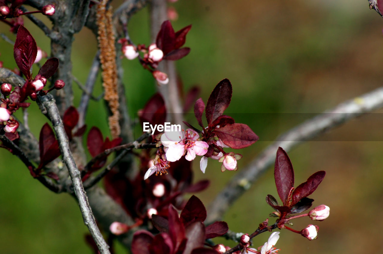 Close-up of red flowering plant