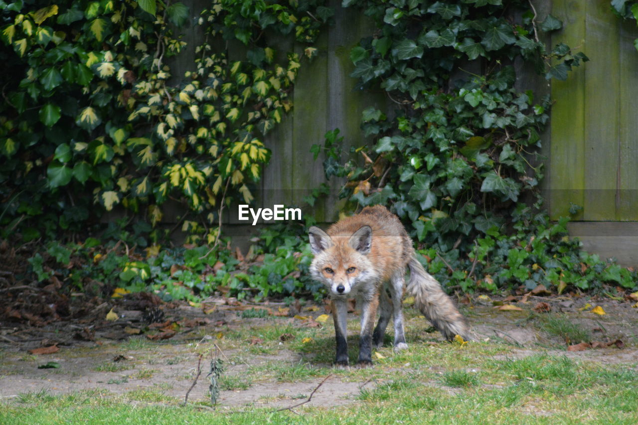 Portrait of fox on field