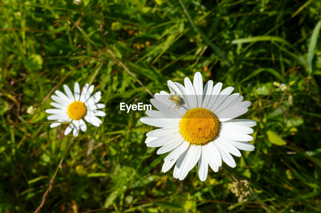 CLOSE-UP OF WHITE DAISY FLOWERS ON PLANT