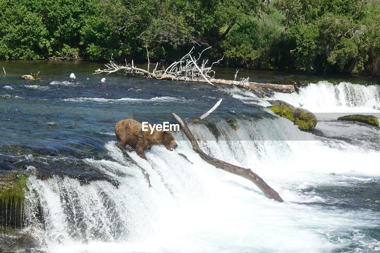 VIEW OF WATERFALL