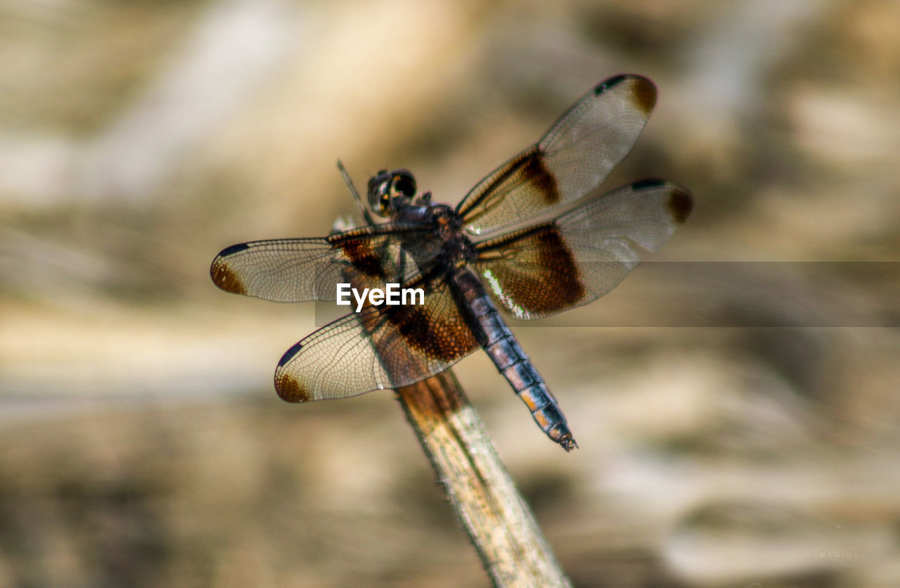 CLOSE-UP OF DAMSELFLY