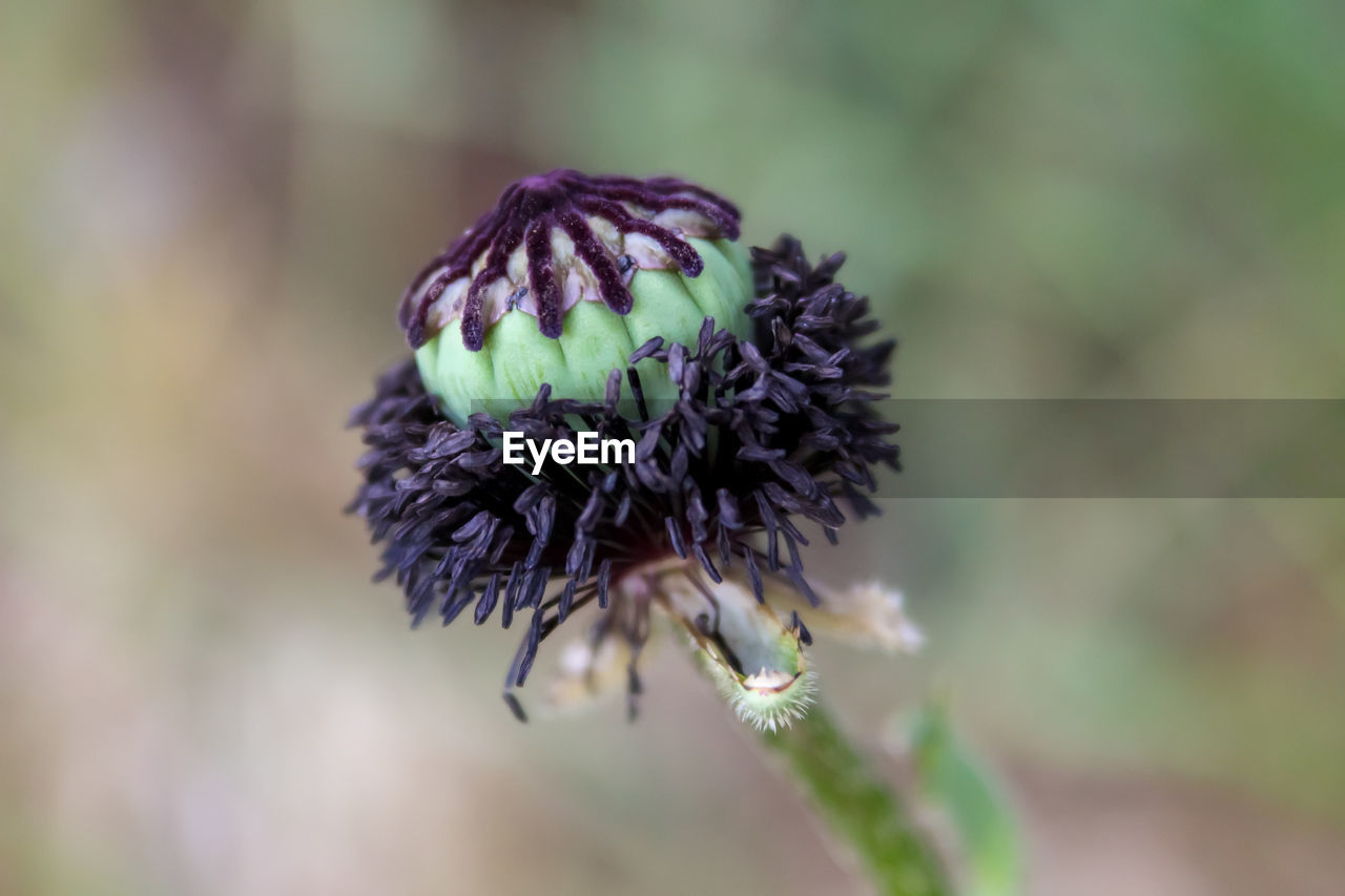 Close-up of poppy plant head