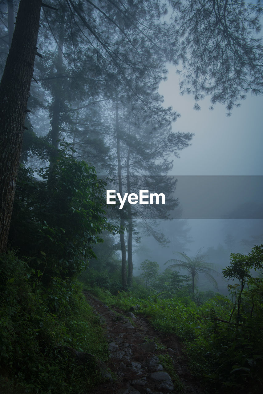 Low angle view of trees in forest against sky