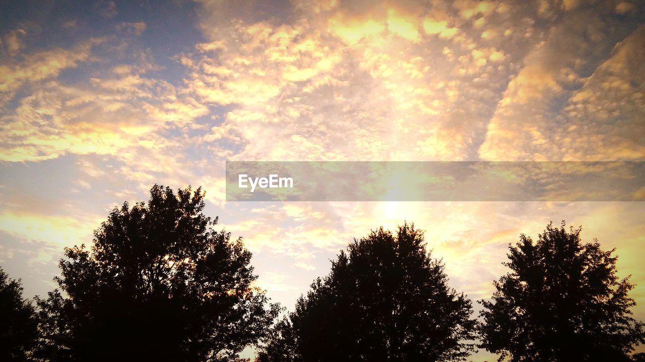 Trees against sky at sunset