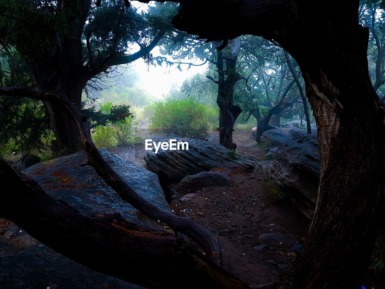 Trees by rocks in forest