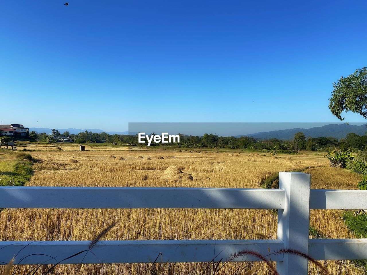 Scenic view of field against clear blue sky