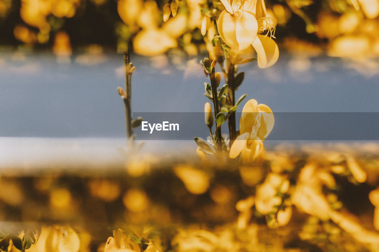 CLOSE-UP OF YELLOW FLOWERING PLANT IN FIELD