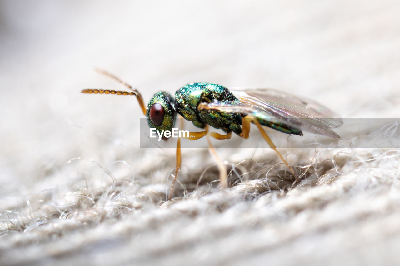 MACRO SHOT OF GRASSHOPPER