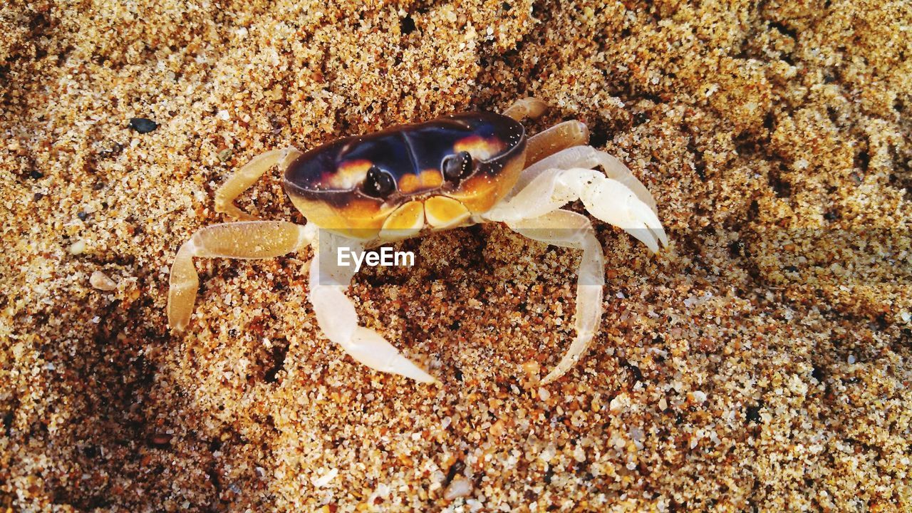 Close-up of crab on sand at beach