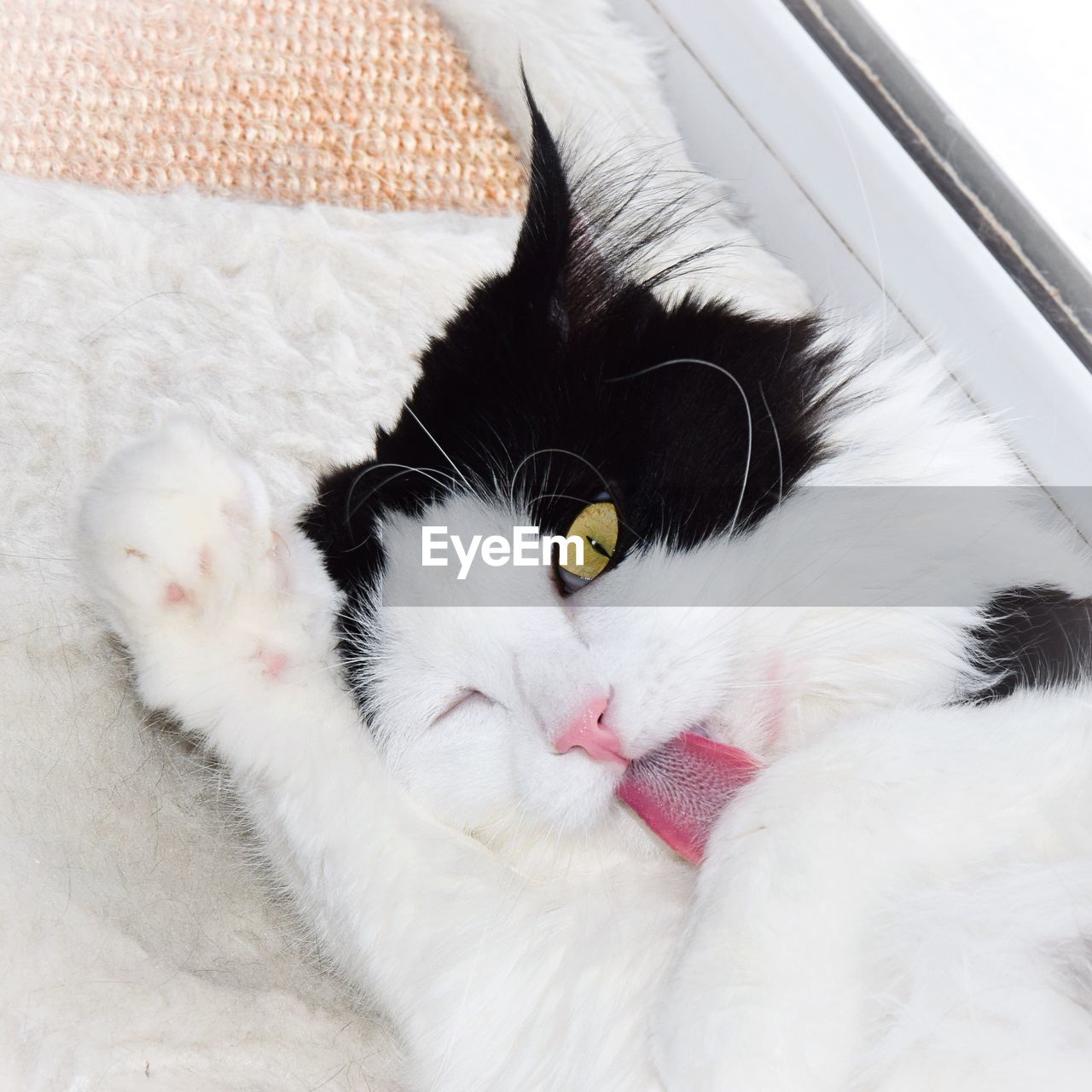 Portrait of cat relaxing on sofa