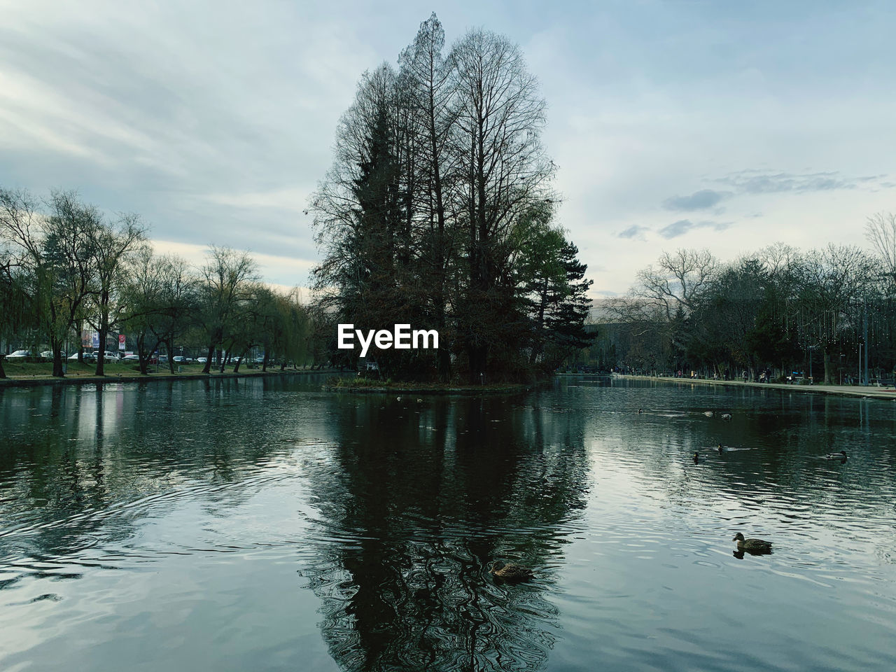 VIEW OF DUCKS SWIMMING IN LAKE