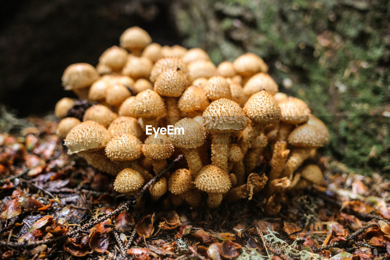 Close-up of mushrooms