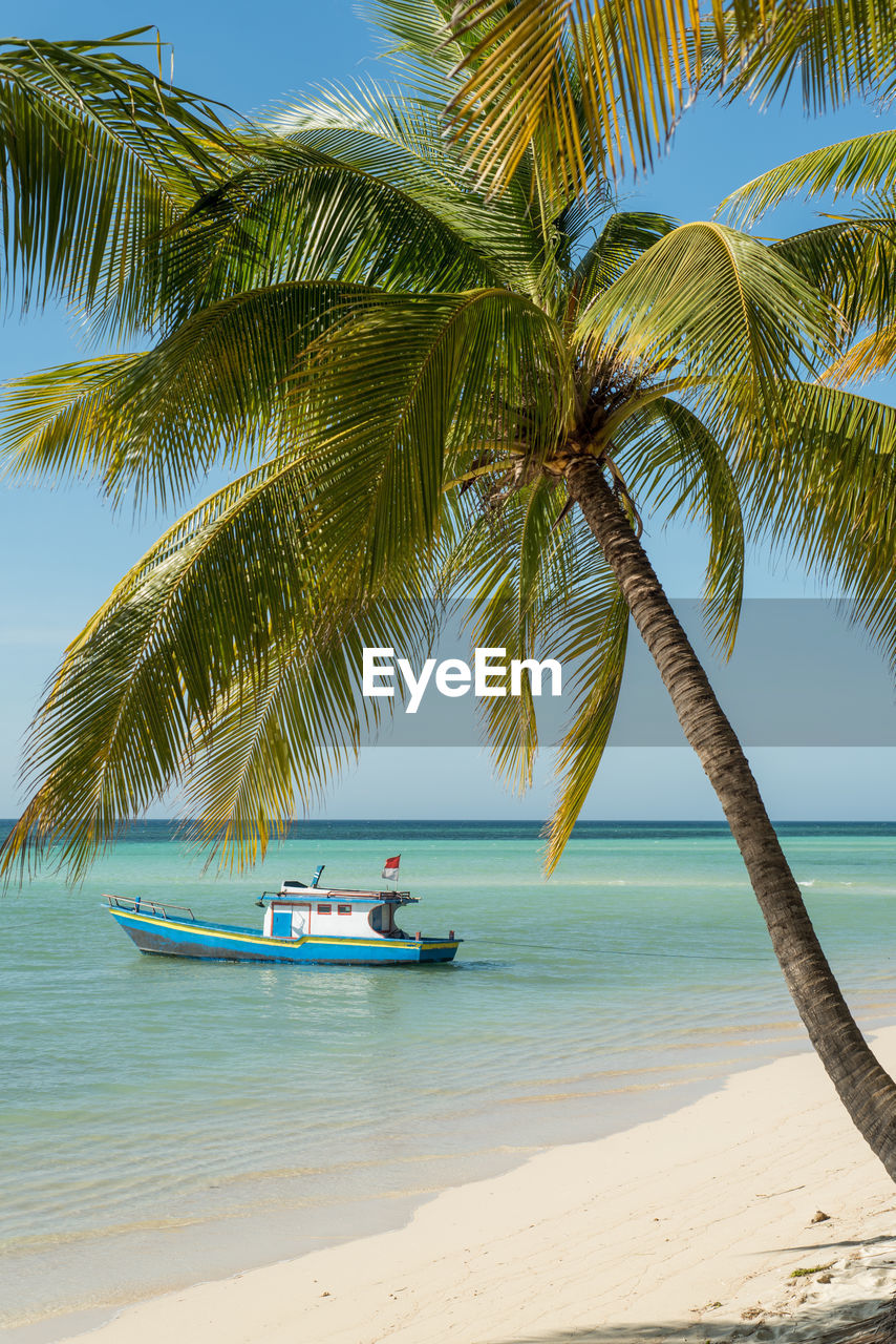 Palm tree at beach against clear sky