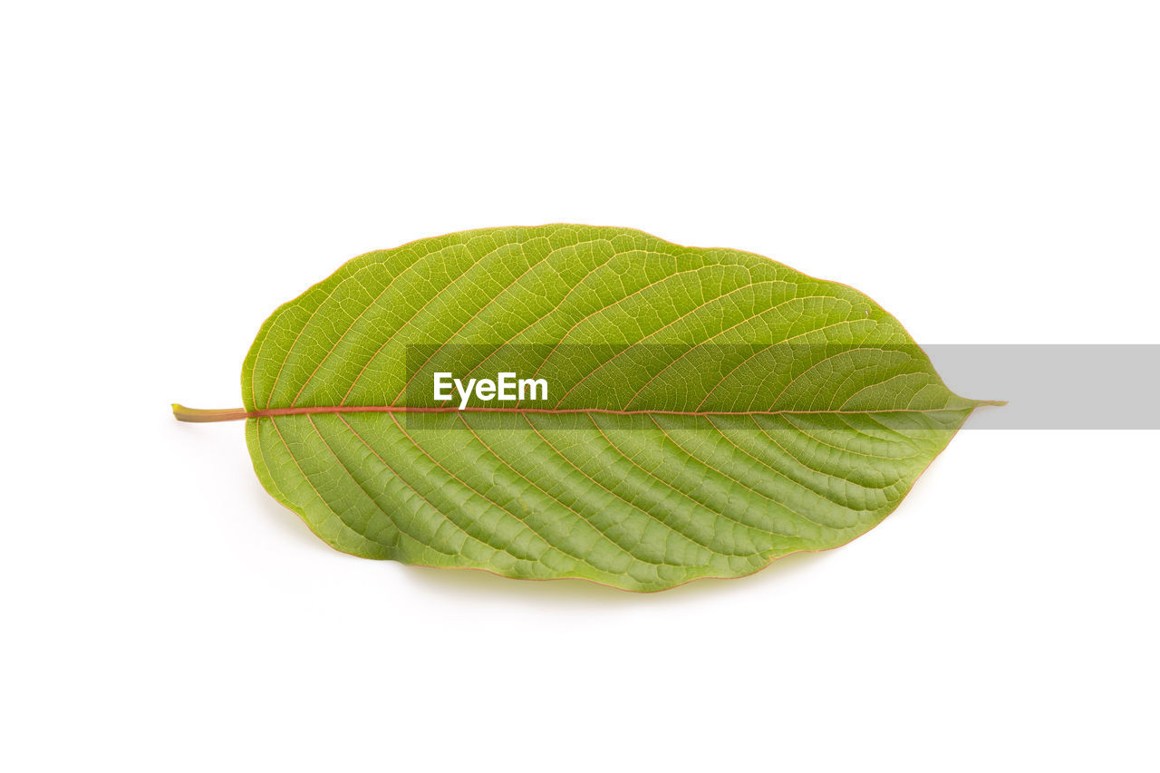 leaf, plant part, green, white background, plant, cut out, studio shot, food and drink, produce, freshness, nature, food, no people, close-up, single object, indoors, fruit, wellbeing, healthy eating, leaf vein