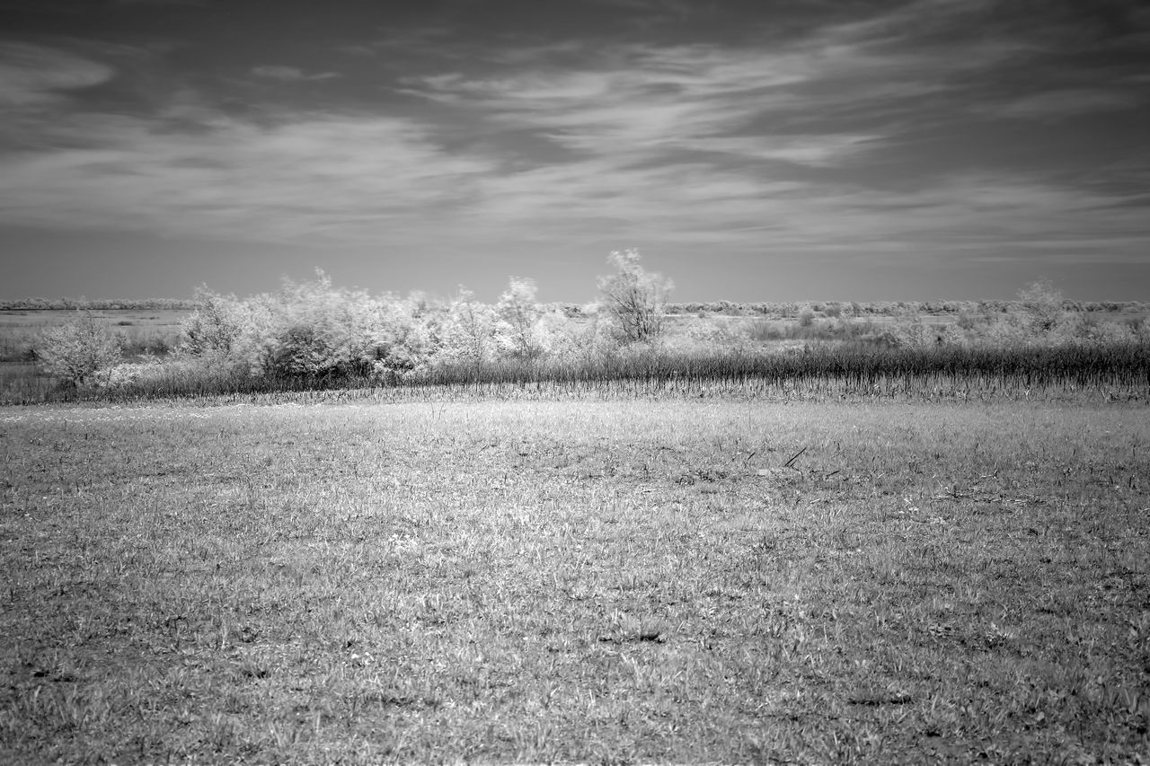 sky, horizon, landscape, environment, plant, land, cloud, black and white, nature, field, tranquility, scenics - nature, beauty in nature, monochrome, monochrome photography, darkness, no people, tranquil scene, grass, morning, sunlight, tree, rural scene, outdoors, day, non-urban scene, growth, agriculture, light, white