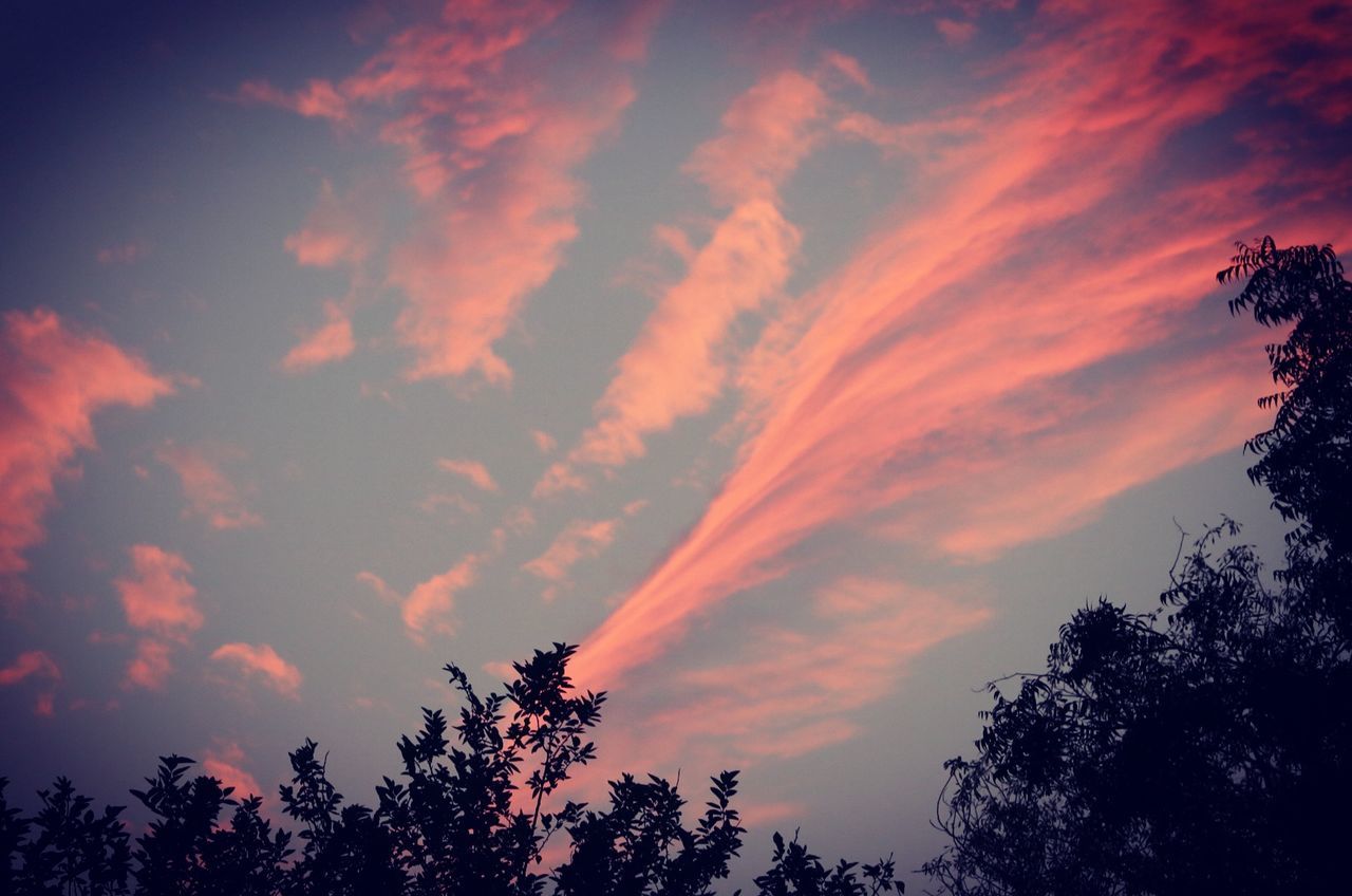 LOW ANGLE VIEW OF SILHOUETTE TREES AGAINST SUNSET SKY