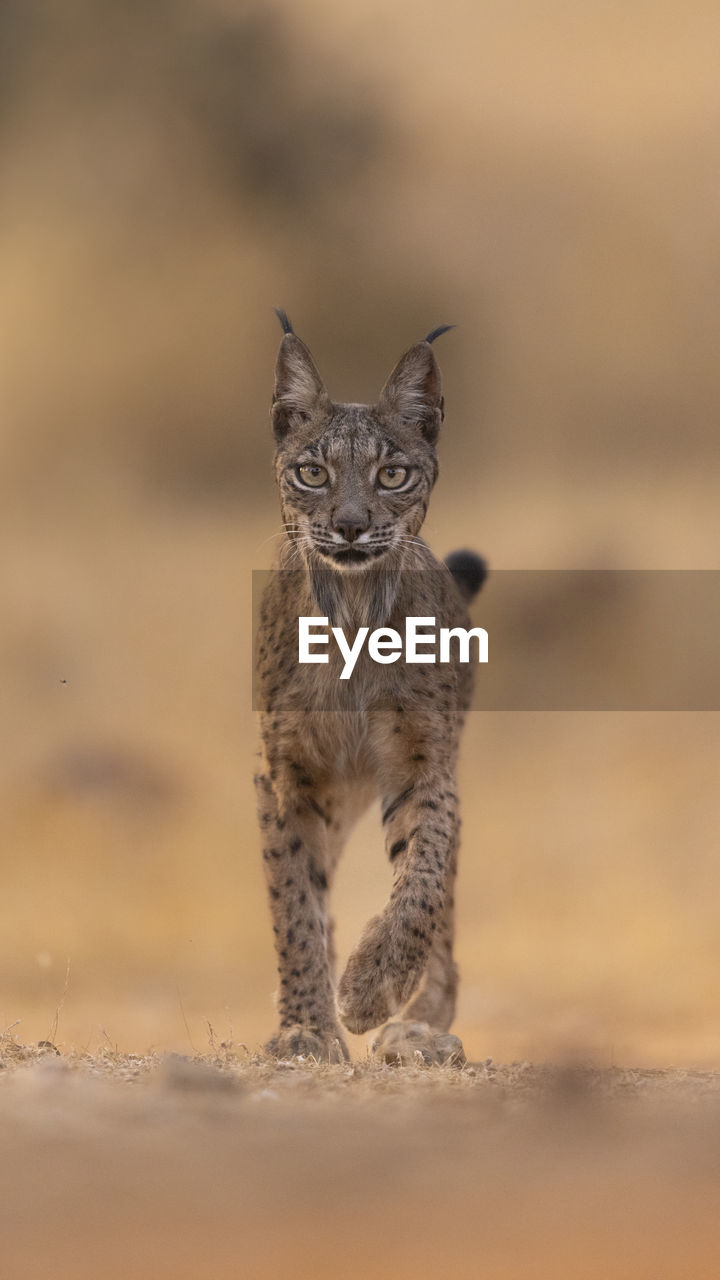 close-up of a leopard