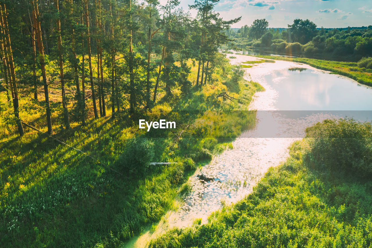 high angle view of river amidst trees in forest