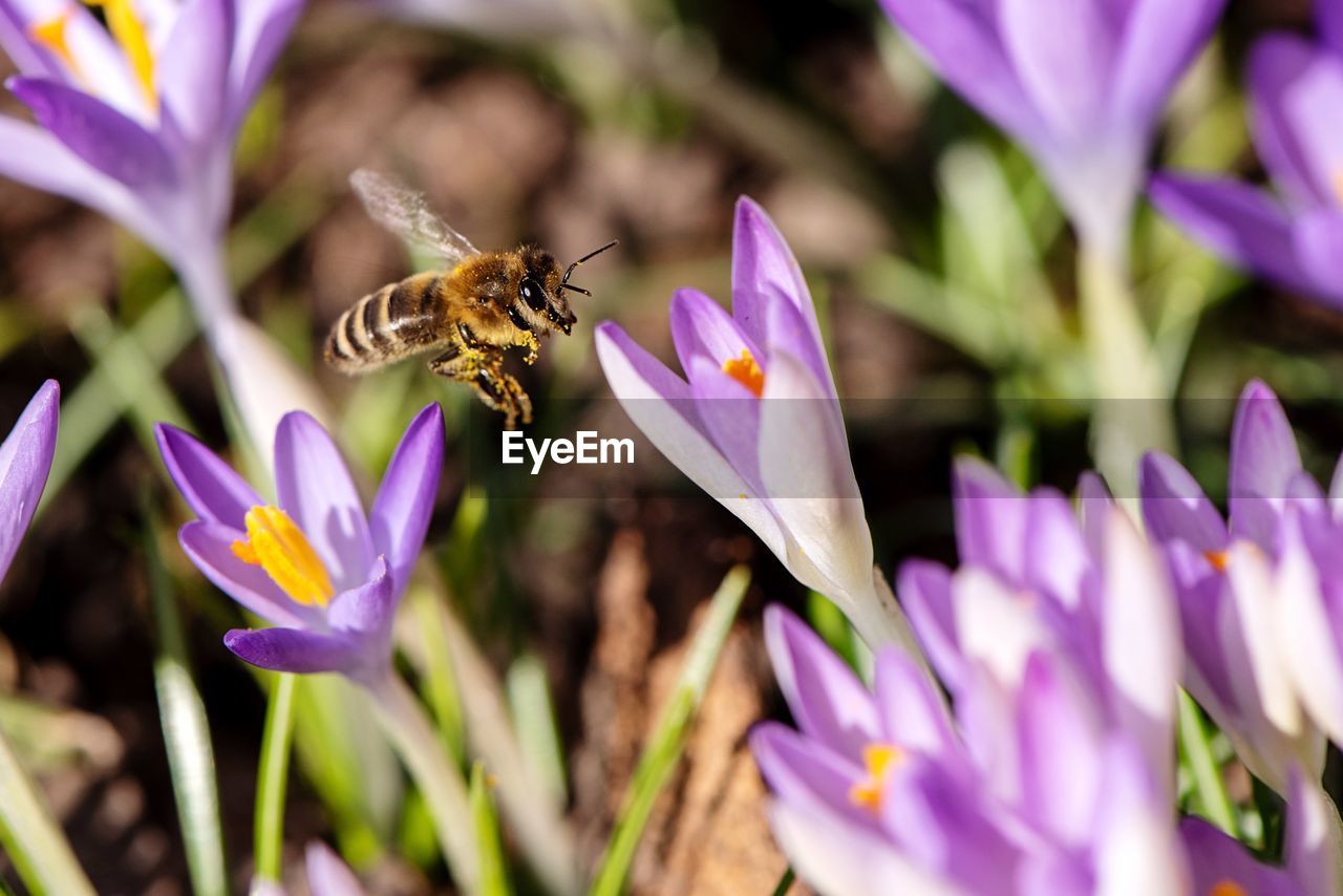 CLOSE-UP OF BEE ON PURPLE FLOWER