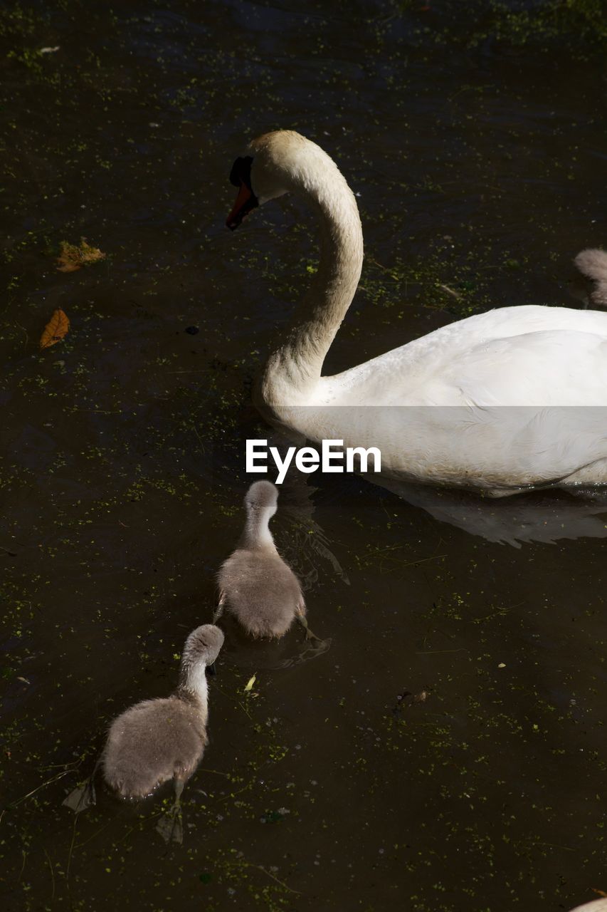 SWANS SWIMMING IN LAKE