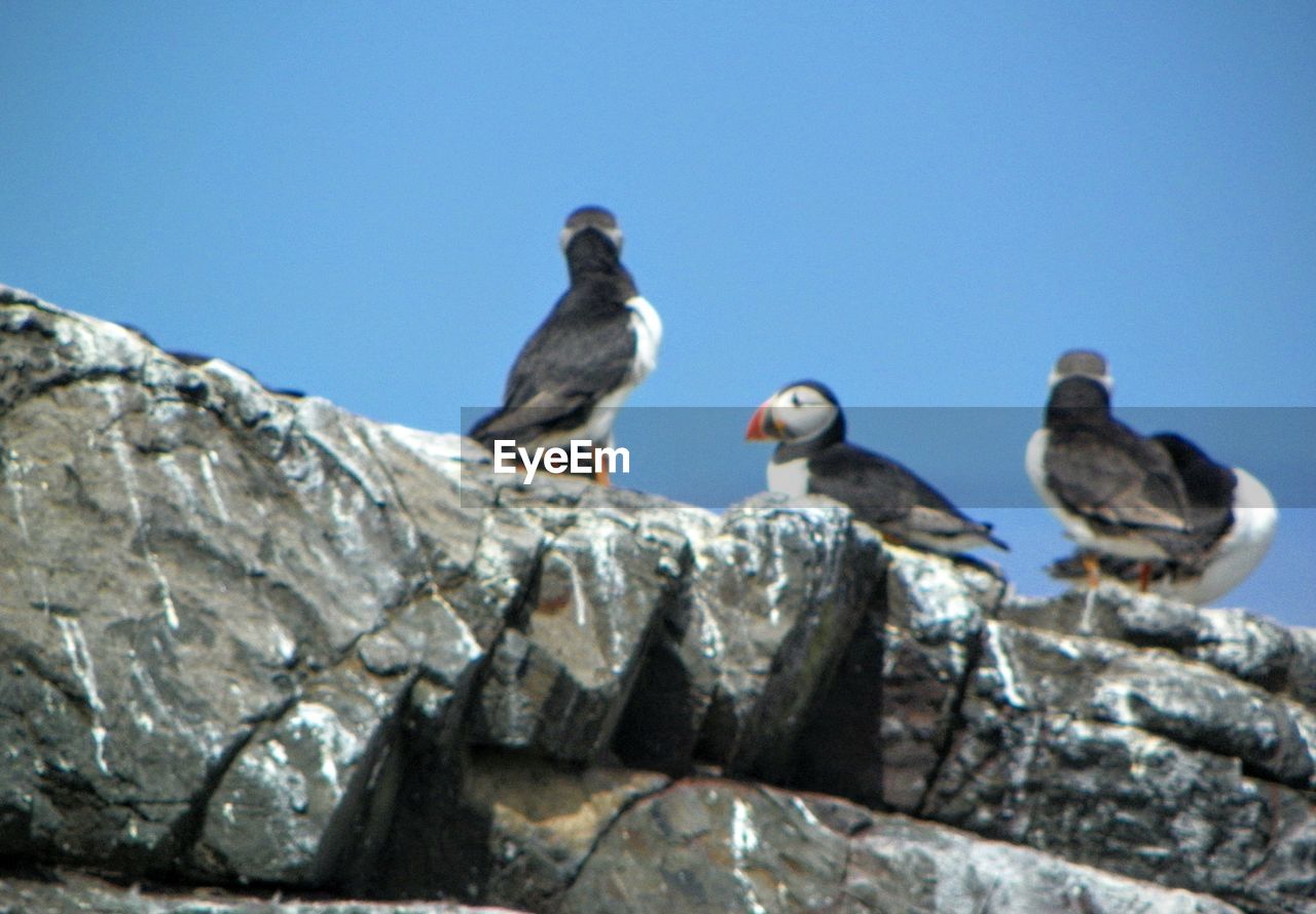 LOW ANGLE VIEW OF BIRDS PERCHING ON RAILING