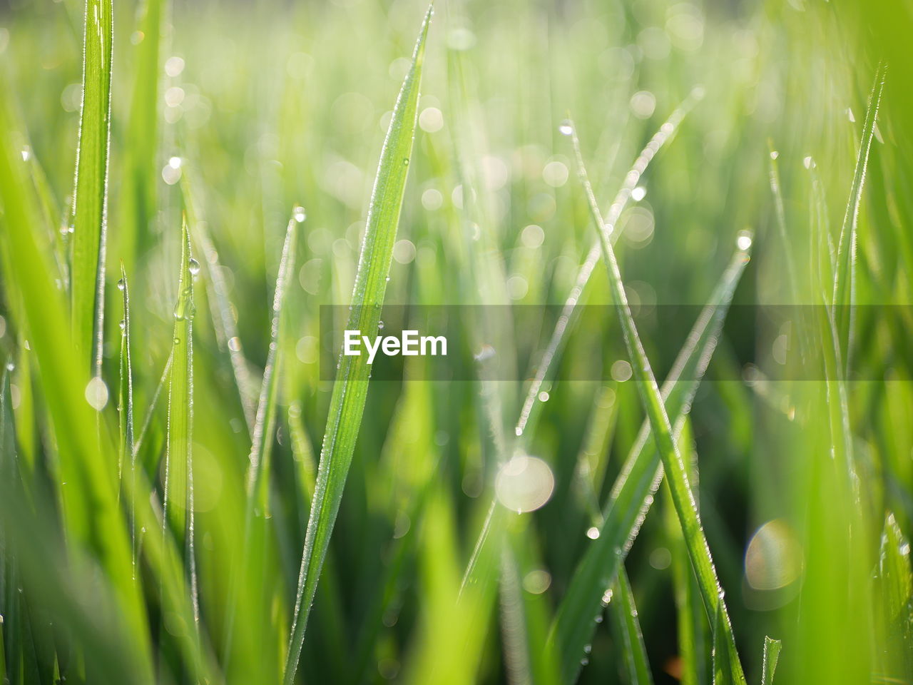 CLOSE-UP OF WATER DROPS ON GRASS