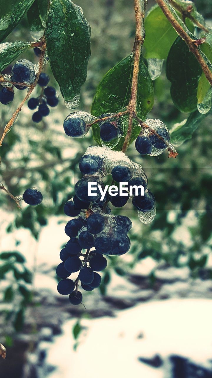 Frozen blueberries on branch