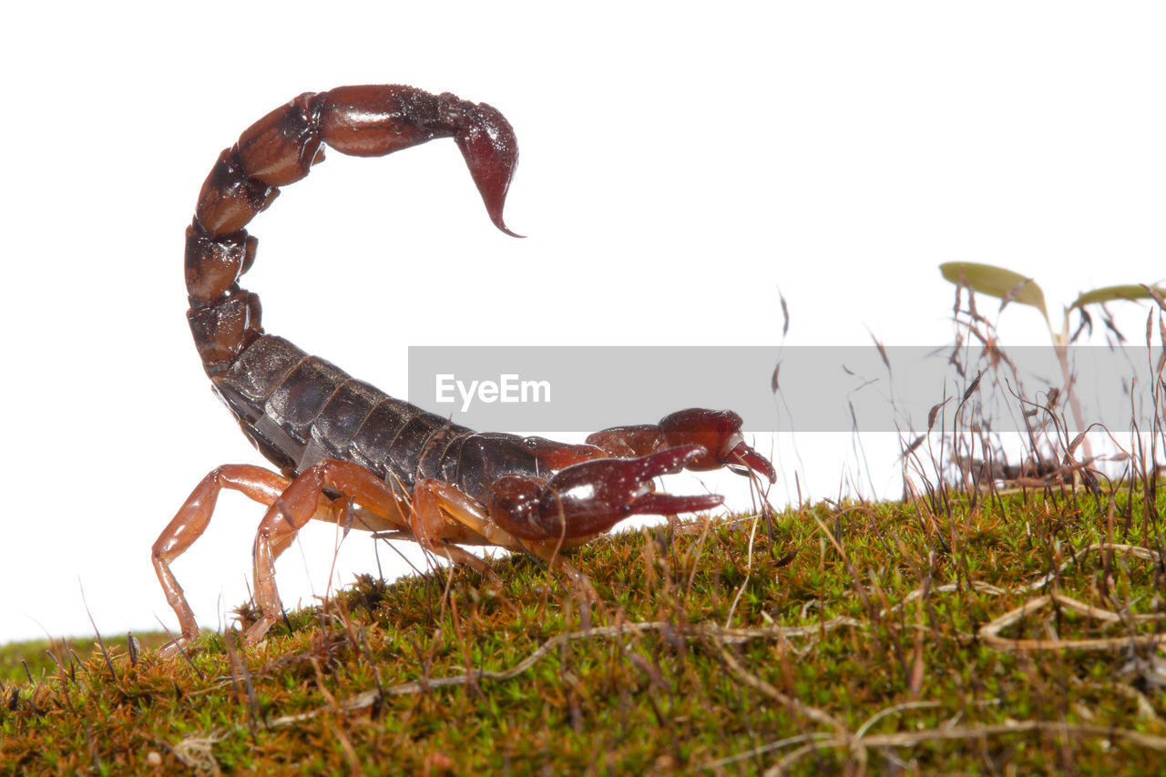 VIEW OF AN ANIMAL ON FIELD