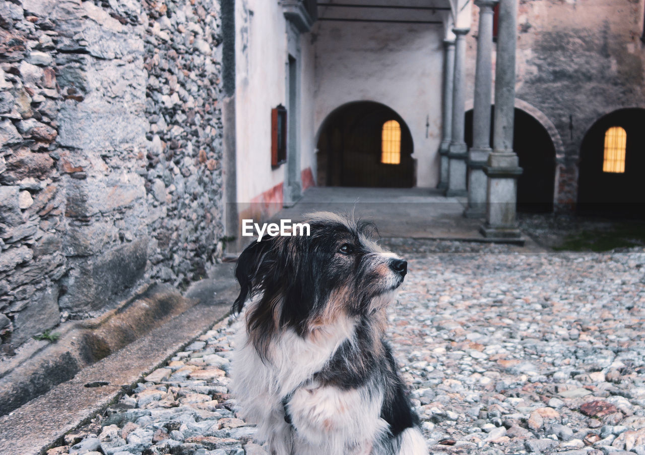 DOG LOOKING AWAY IN BUILDING