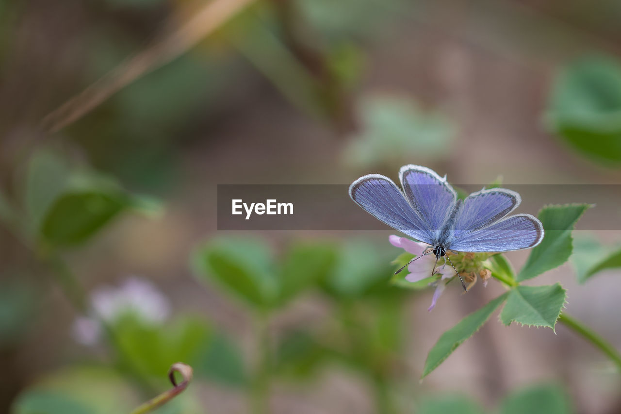 CLOSE UP OF PURPLE FLOWER