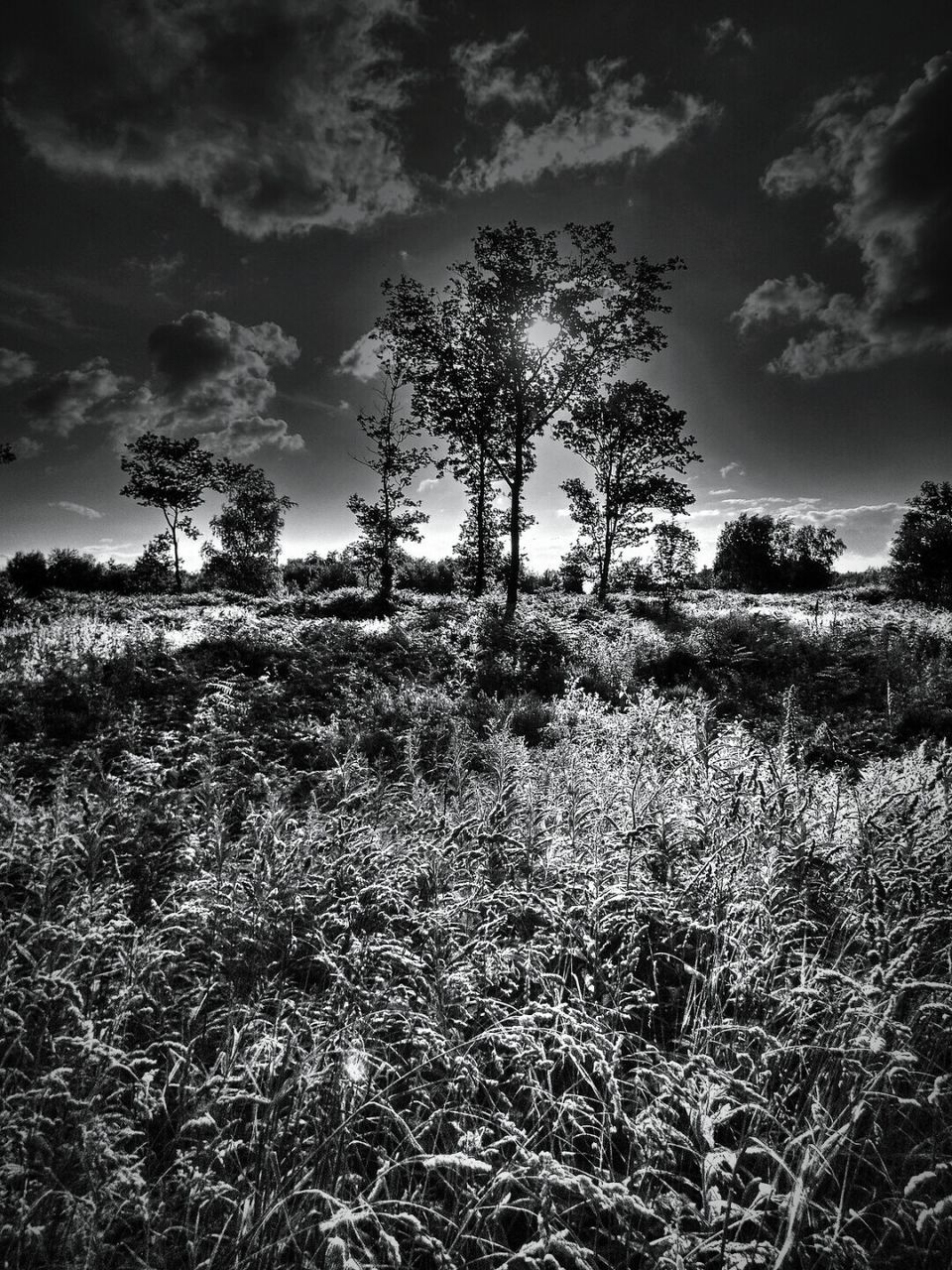 Trees on field against cloudy sky