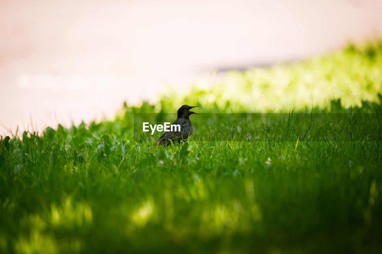 BIRD PERCHING ON GRASS
