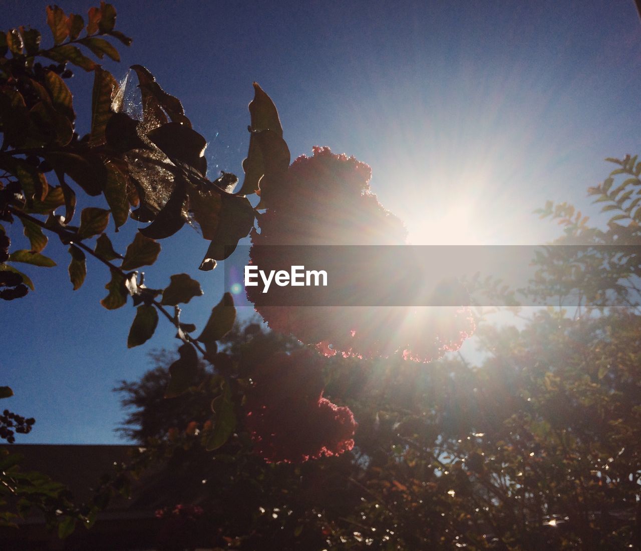 SUN SHINING THROUGH TREES