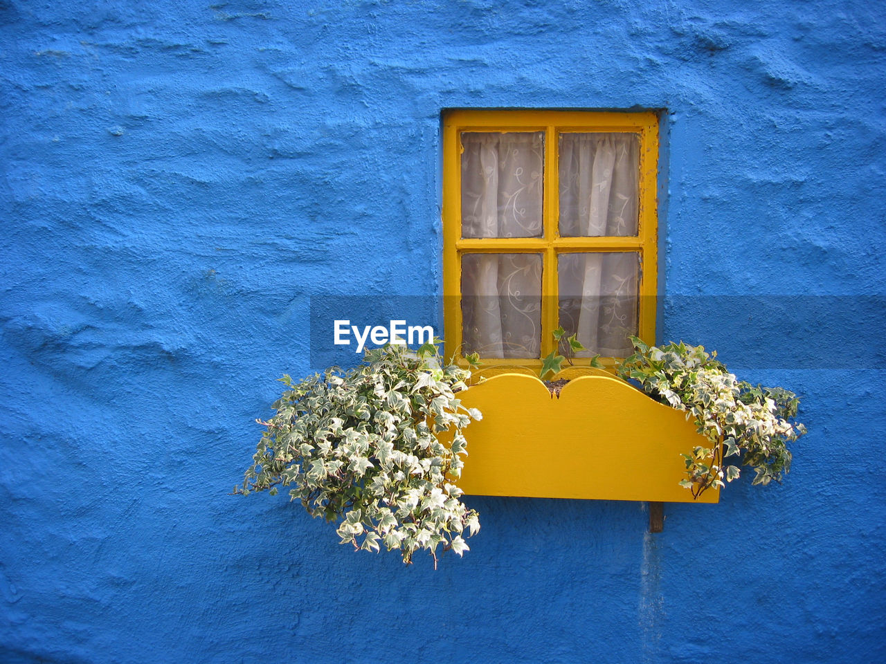 Plants growing on window of house