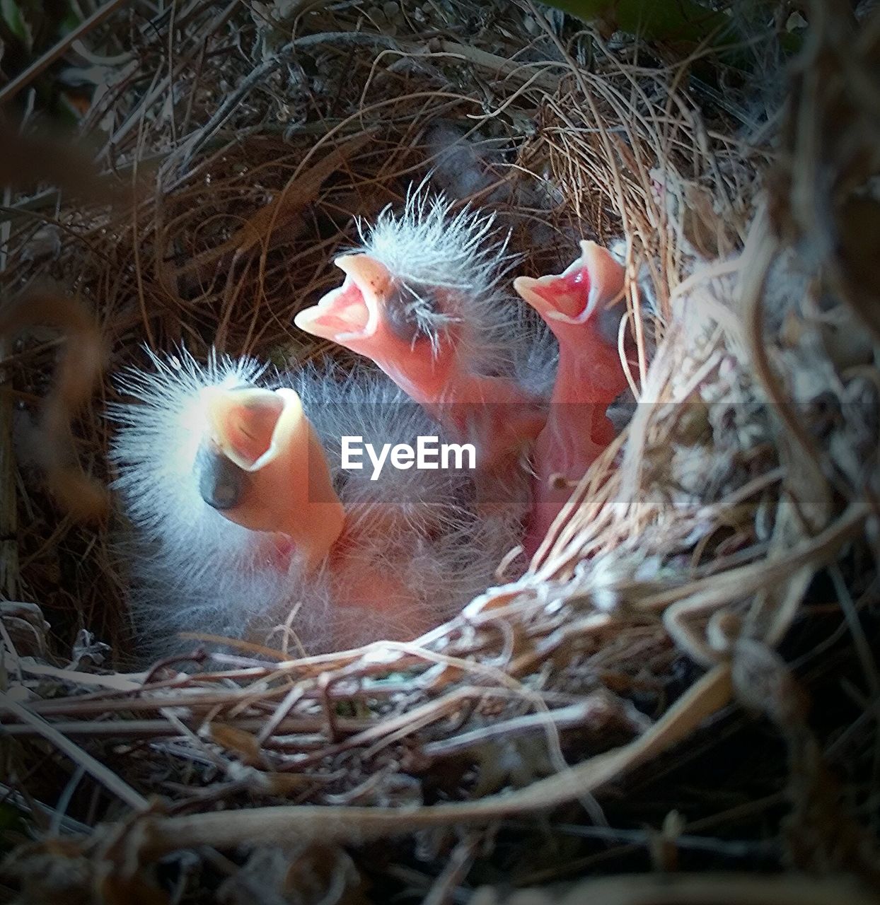 Baby house finches in0nest