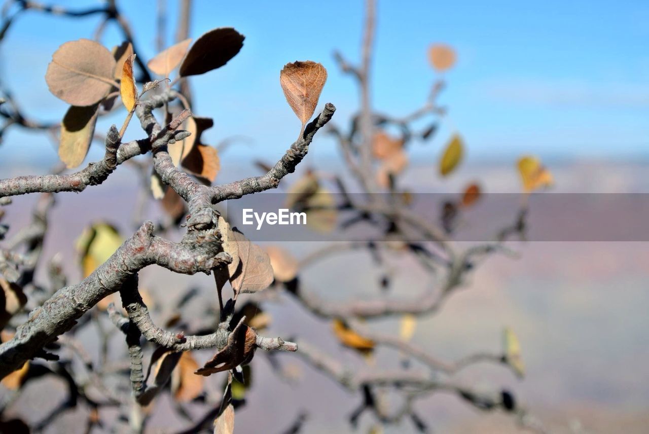 CLOSE-UP OF BRANCHES