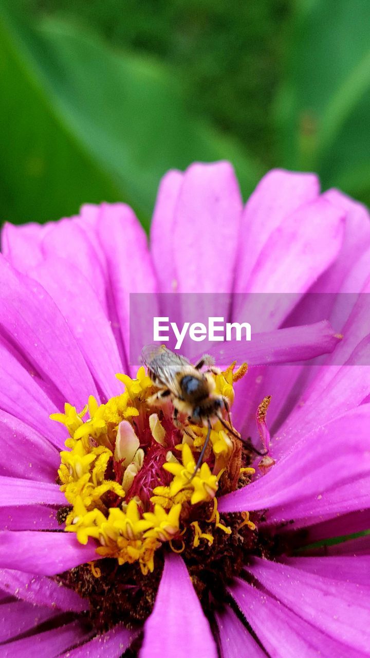 Close-up of insect on purple flower
