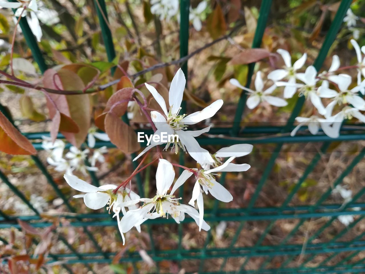 CLOSE-UP OF FLOWERS