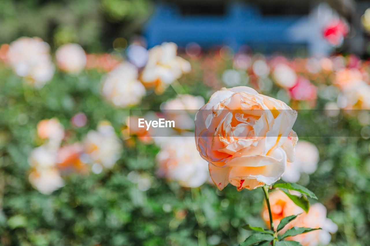 Close-up of rose plant