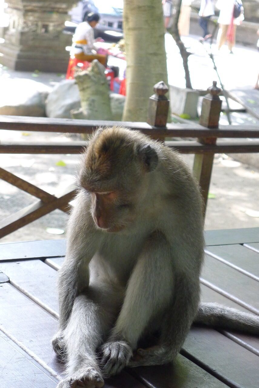 Monkey sitting on boardwalk