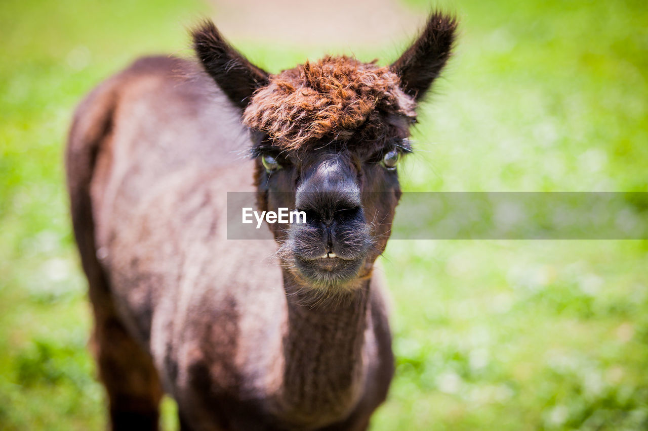 CLOSE-UP PORTRAIT OF A YOUNG ANIMAL