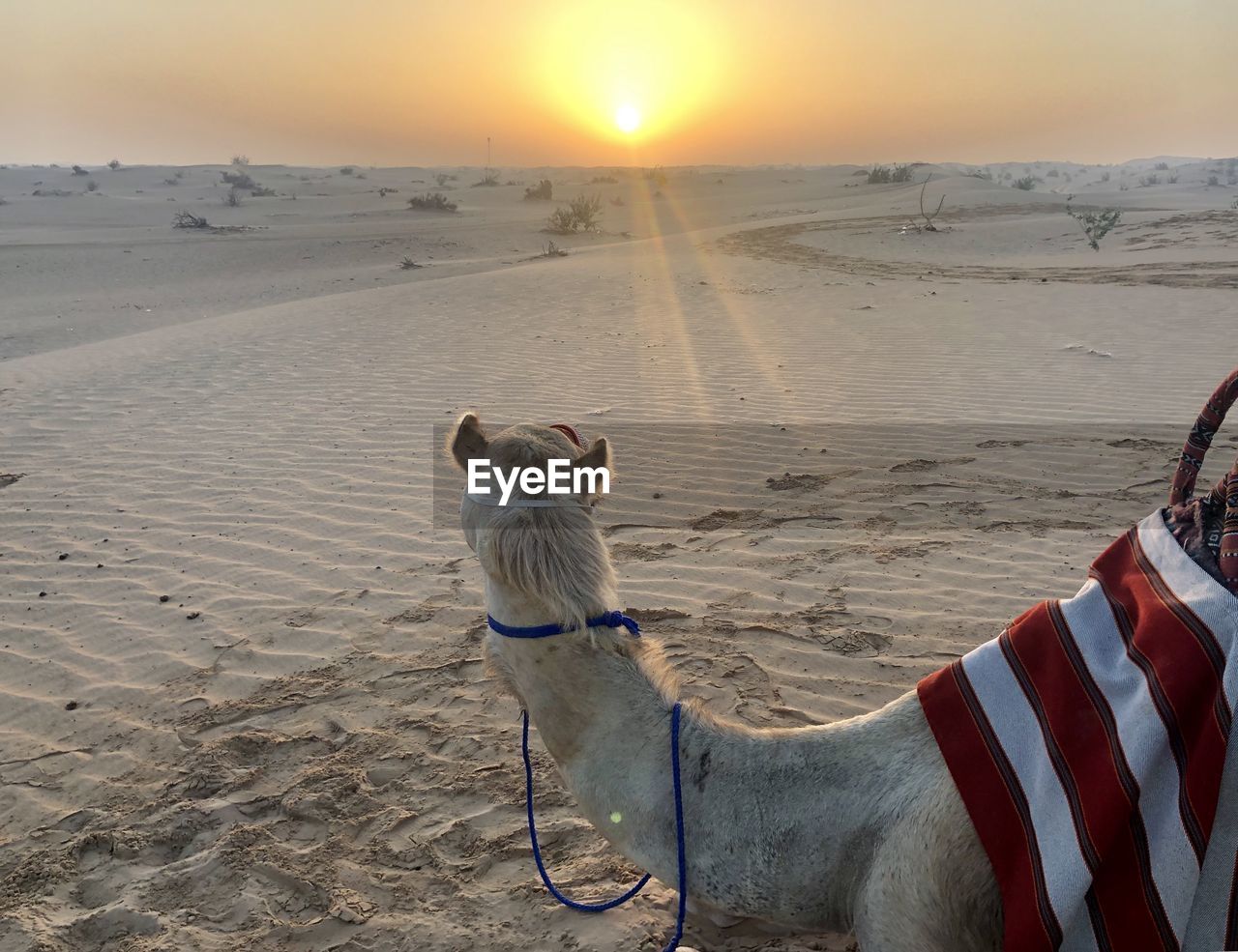 Uae desert view with camel 