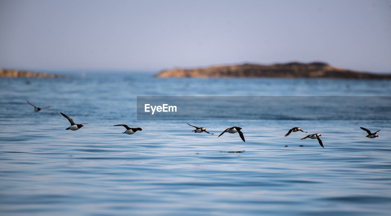 Puffins flying over sea against sky