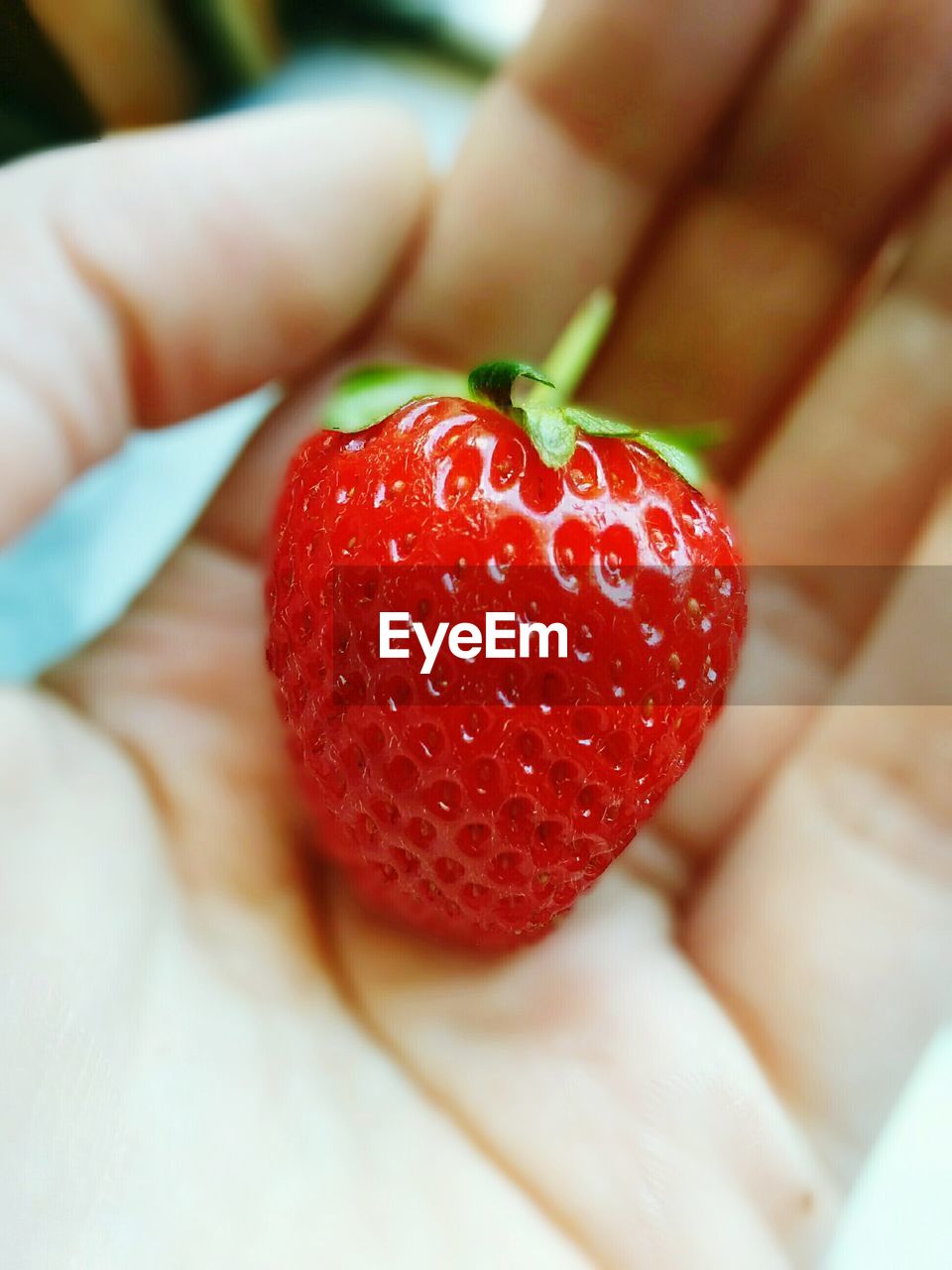 CLOSE-UP OF HAND HOLDING STRAWBERRY ON STRAWBERRIES