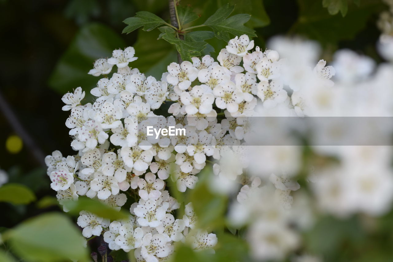 CLOSE-UP OF WHITE HYDRANGEA FLOWERS BLOOMING OUTDOORS